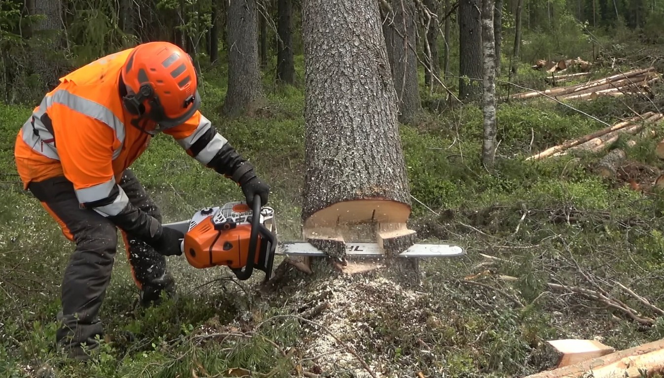 Tree Removal service in Santa Fe, NM